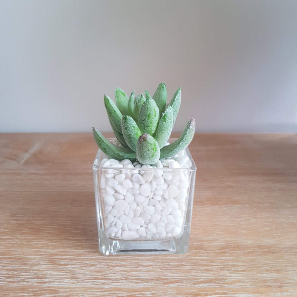 Miniature Glass with White Stones and Bright Green Artificial Succulent - SAK Home